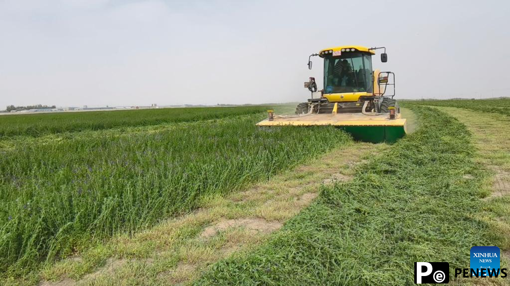 Sci-tech innovation turns desert sands into arable land