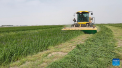 Sci-tech innovation turns desert sands into arable land