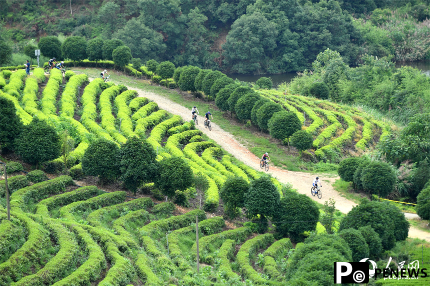 Mountain bike cross-country race held in picturesque tea plantation in E China