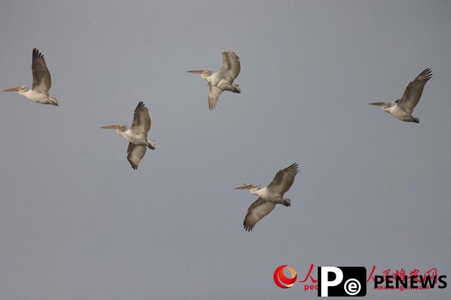 Two more rare wild bird species spotted in N China