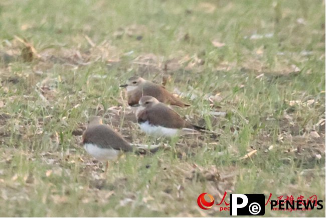 Two more rare wild bird species spotted in N China