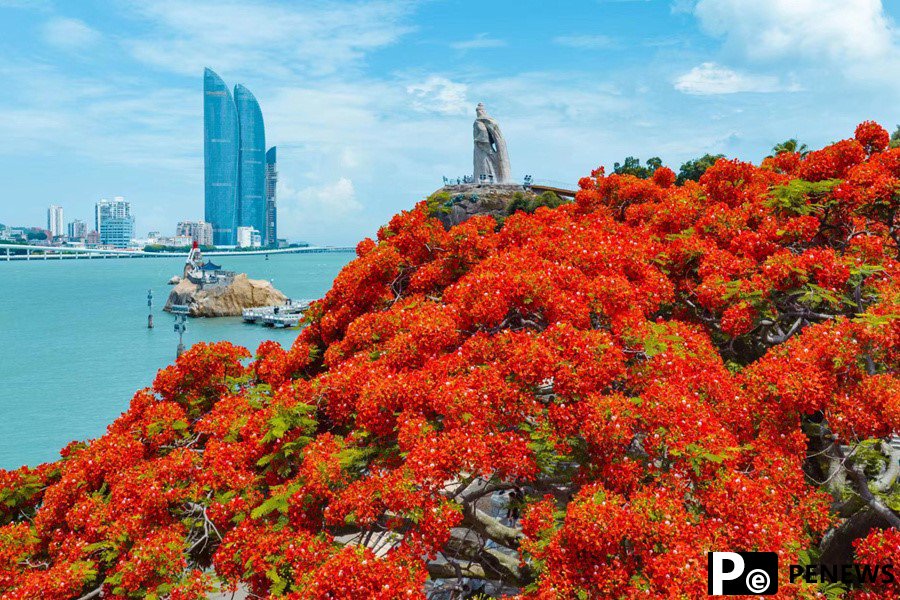 Stunning view of blooming flame trees across SE China