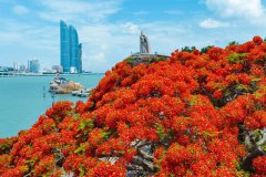Stunning view of blooming flame trees across SE China's Xiamen
