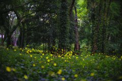 Twinkling fireflies light up fairy tale world in S China's Guangdong