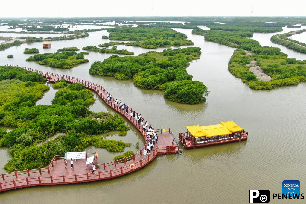 In pics: mangrove forest in Zhanjiang City, S China