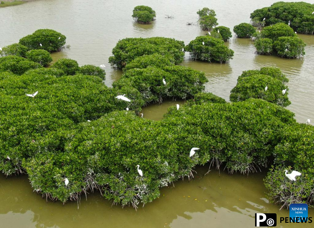 In pics: mangrove forest in Zhanjiang City, S China