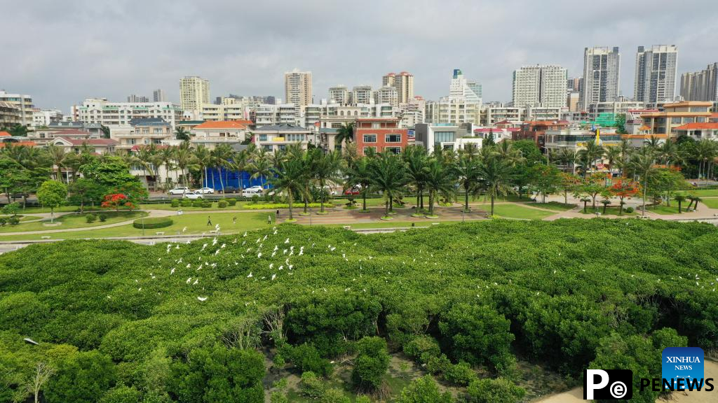 In pics: mangrove forest in Zhanjiang City, S China