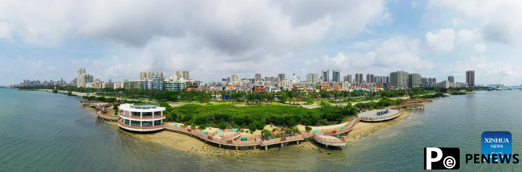 In pics: mangrove forest in Zhanjiang City, S China