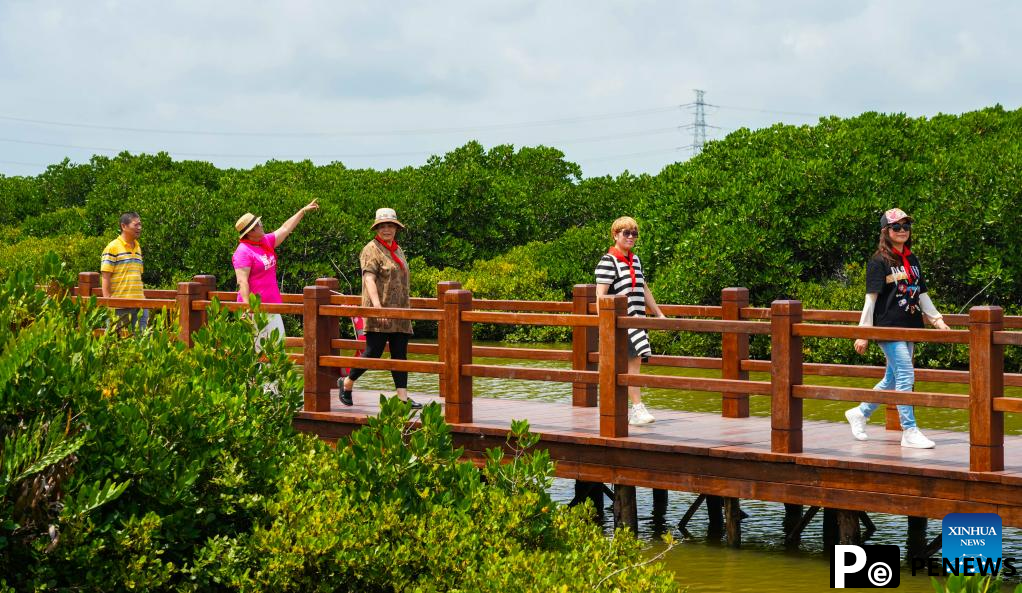 In pics: mangrove forest in Zhanjiang City, S China