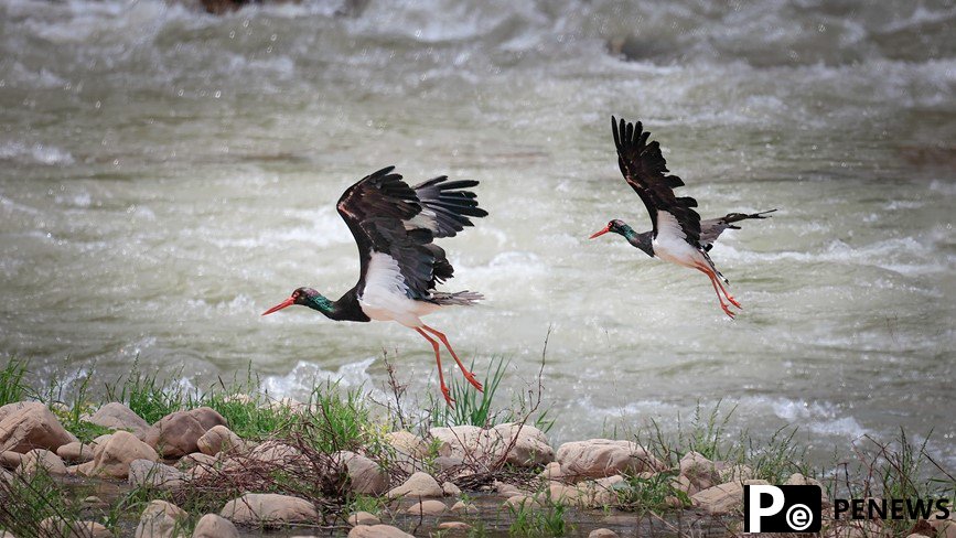 Number of birds increases in wetlands park in C China