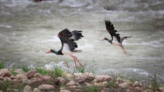 Number of birds increases in wetlands park in C China's Henan