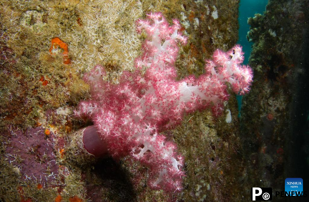 In pics: diving activity in waters of Fenjiezhou Island, S China