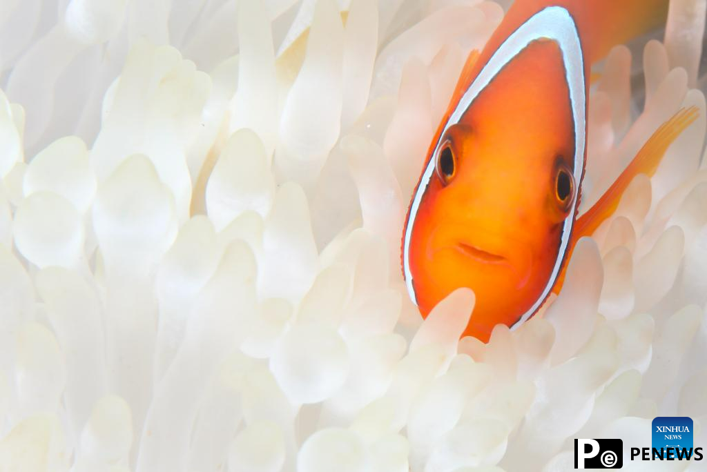 In pics: diving activity in waters of Fenjiezhou Island, S China