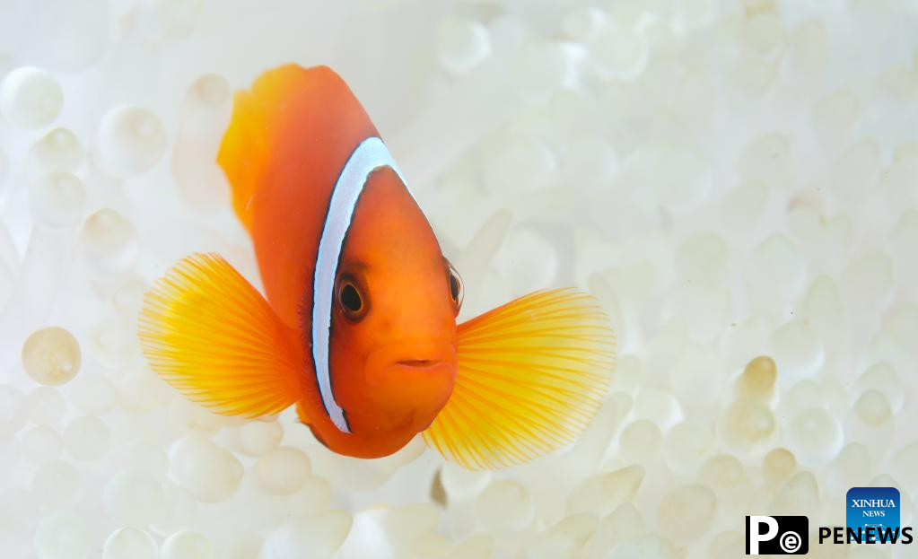 In pics: diving activity in waters of Fenjiezhou Island, S China