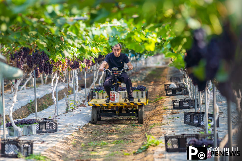 Farmers harvest grapes in SW China