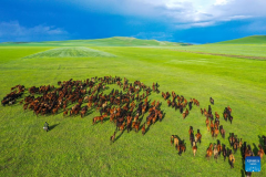Scenery of grassland in Holin Gol, N China's Inner Mongolia