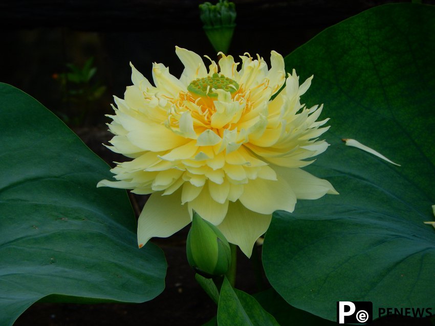 Yellow lotus flowers burst into bloom in S China