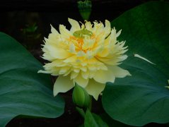 Yellow lotus flowers burst into bloom in S China's Guangzhou