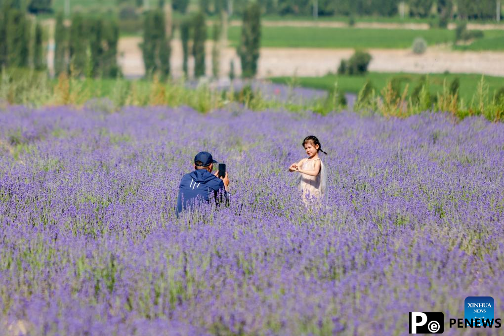 Lavender planting bases promote local tourism and lavender processing industry in NW China