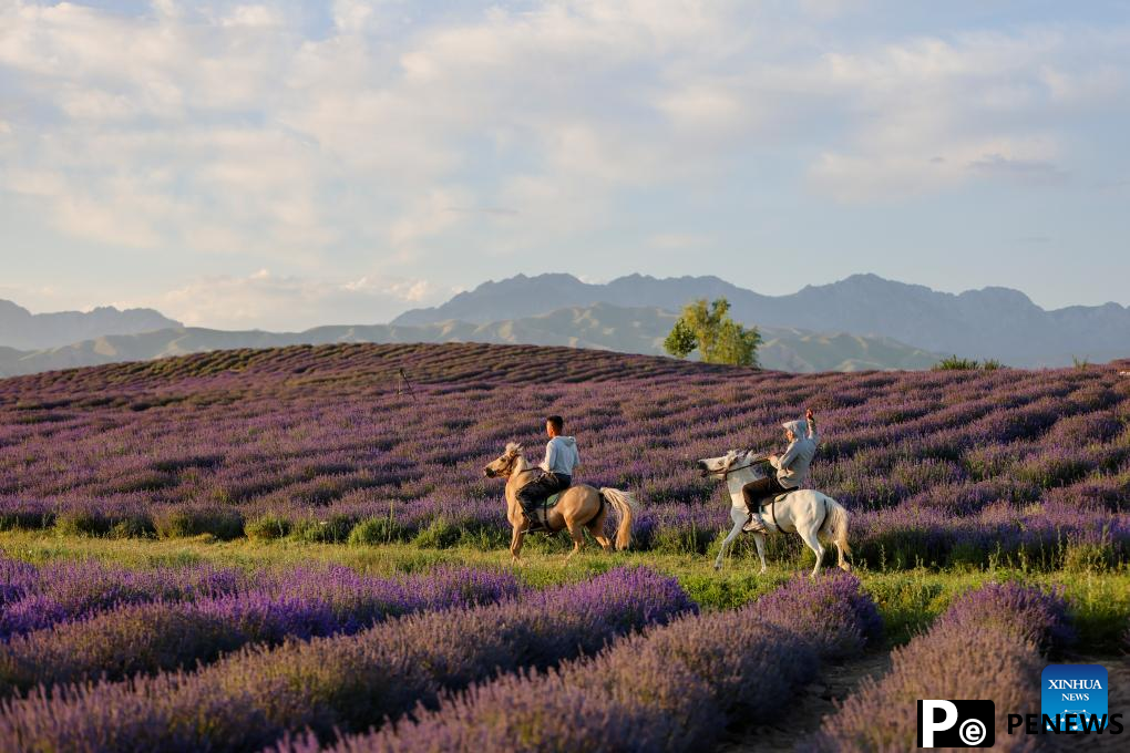 Lavender planting bases promote local tourism and lavender processing industry in NW China