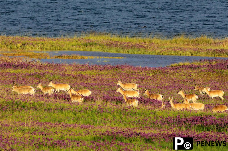 Population of endangered Przewalski