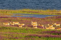 Population of endangered Przewalski's gazelle continues to grow in NW China's Qinghai