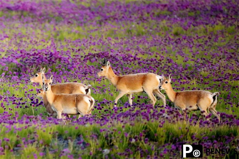 Population of endangered Przewalski