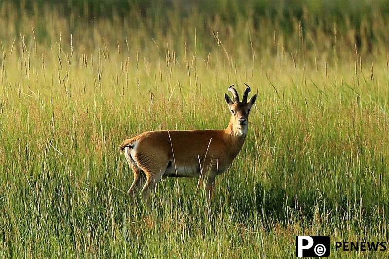 Population of endangered Przewalski