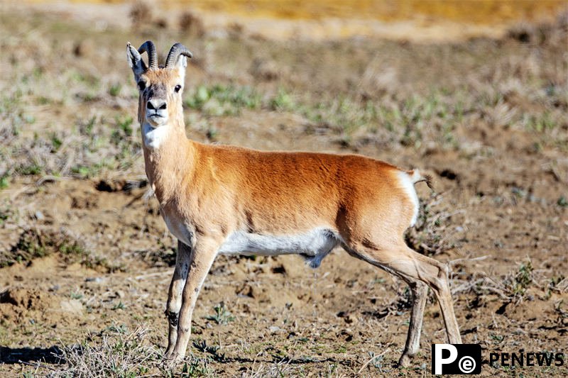 Population of endangered Przewalski
