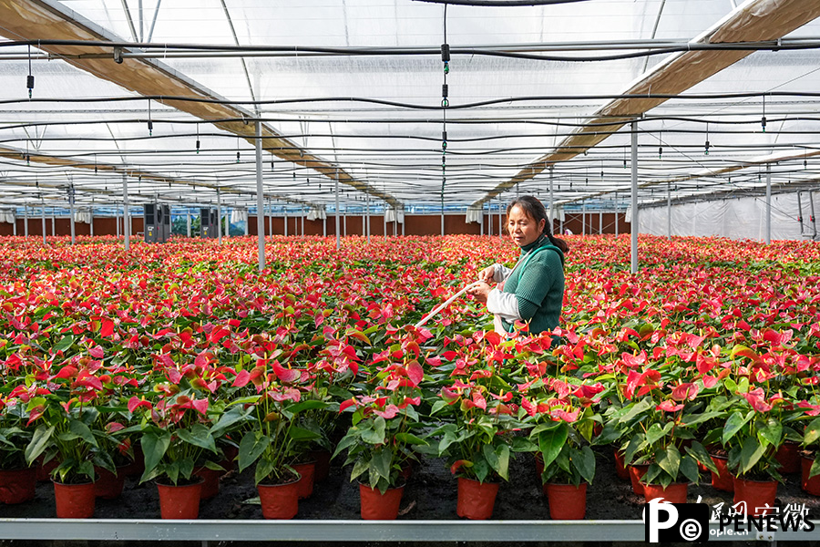 Flower industry thrives in county of China