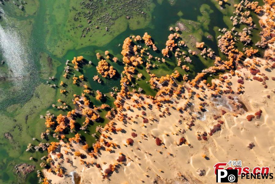 Golden oasis of desert poplar forests along Tarim River in Xinjiang