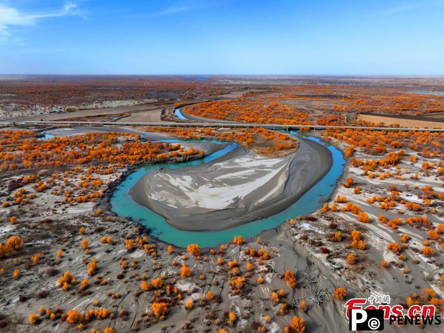 Golden oasis of desert poplar forests along Tarim River in Xinjiang