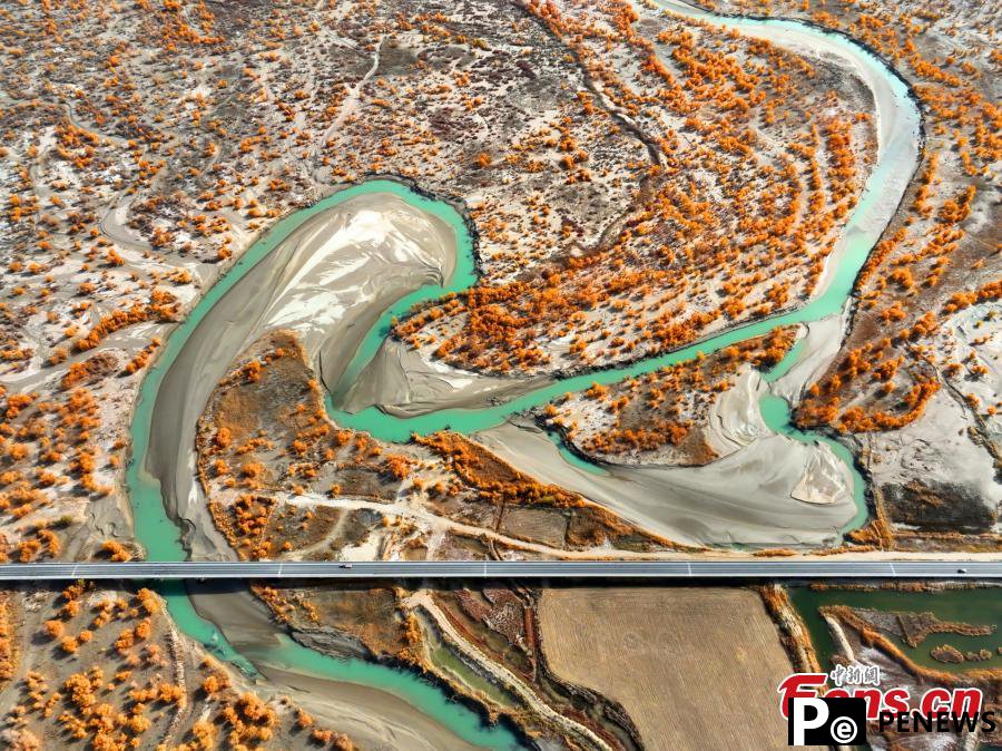 Golden oasis of desert poplar forests along Tarim River in Xinjiang