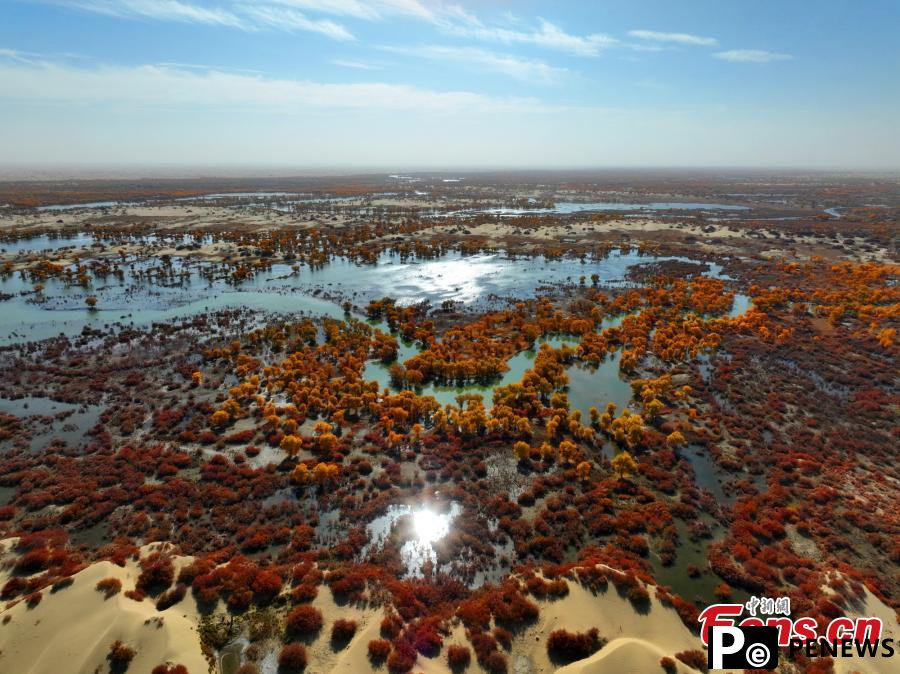 Golden oasis of desert poplar forests along Tarim River in Xinjiang