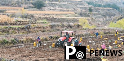 Apples, potatoes become cash cows in county of NW China