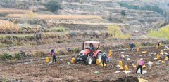 Apples, potatoes become cash cows in county of NW China's Gansu