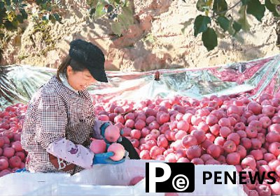 Apples, potatoes become cash cows in county of NW China