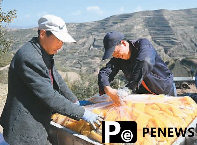 Apples, potatoes become cash cows in county of NW China