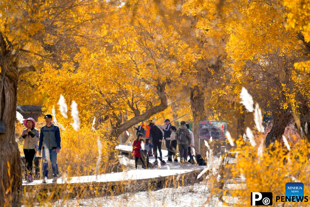 People visit desert poplar forest in Tarim River Basin of Xinjiang