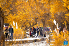 People visit desert poplar forest in Tarim River Basin of Xinjiang