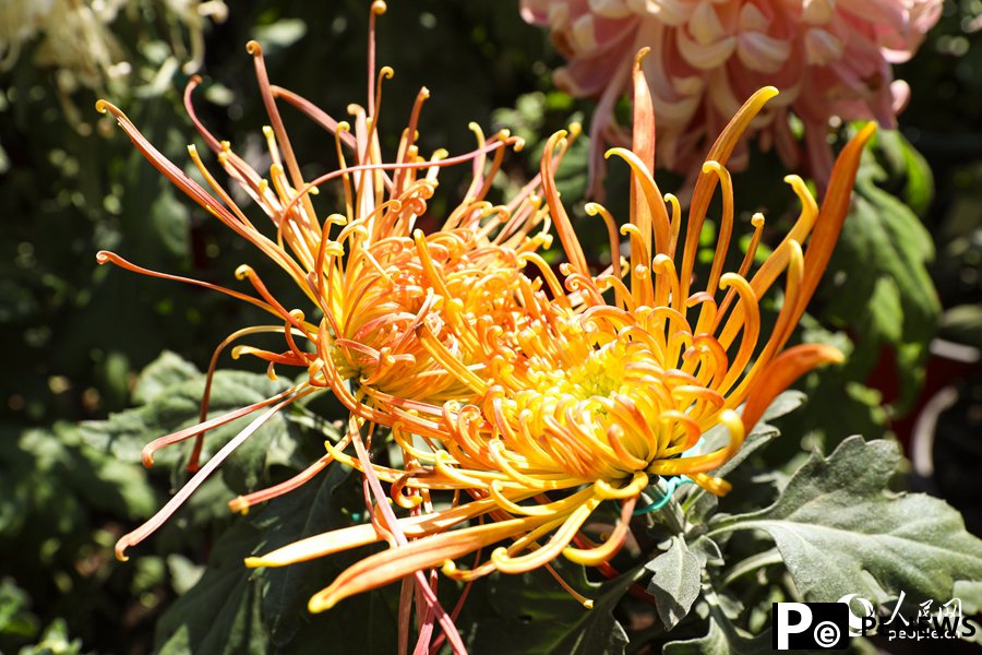 Chrysanthemum flowers in full bloom in SE China