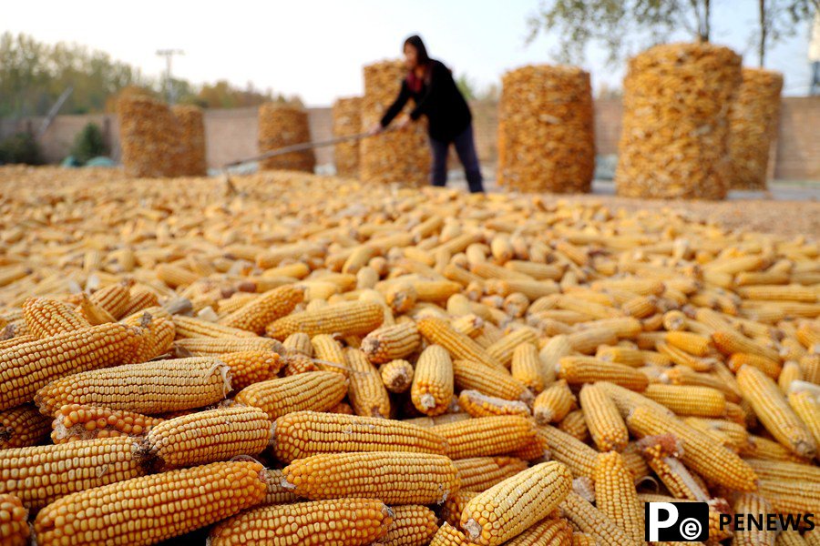 Chinese scientists discover genetic secret of iron-rich maize