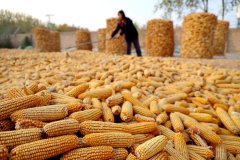 Chinese scientists discover genetic secret of iron-rich maize