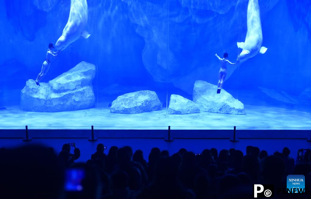 Staff members and beluga whales perform at Zhengzhou Haichang Ocean Resort