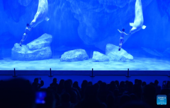 Staff members and beluga whales perform at Zhengzhou Haichang Ocean Resort