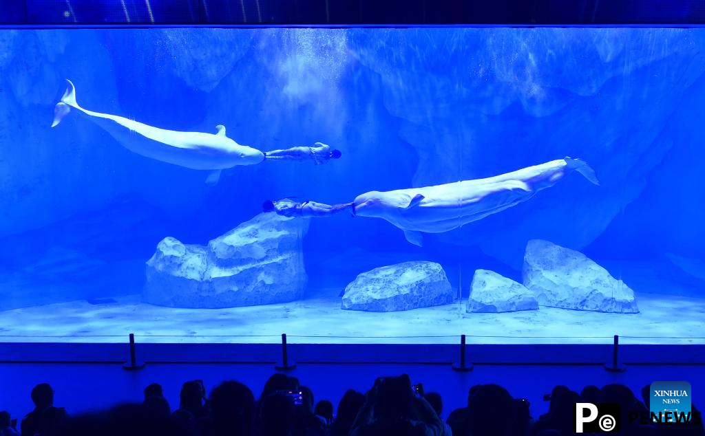 Staff members and beluga whales perform at Zhengzhou Haichang Ocean Resort