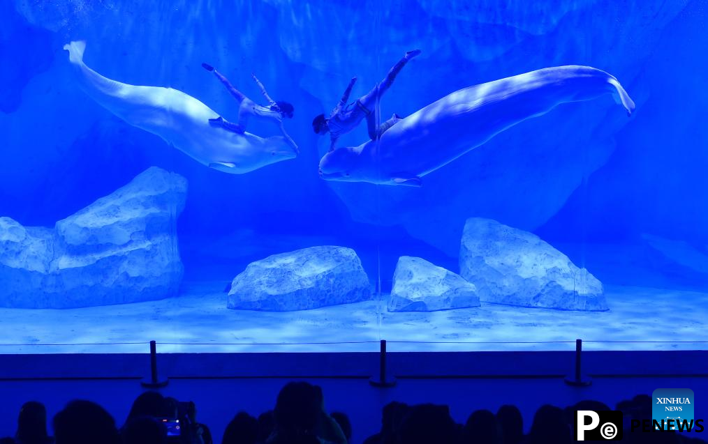 Staff members and beluga whales perform at Zhengzhou Haichang Ocean Resort