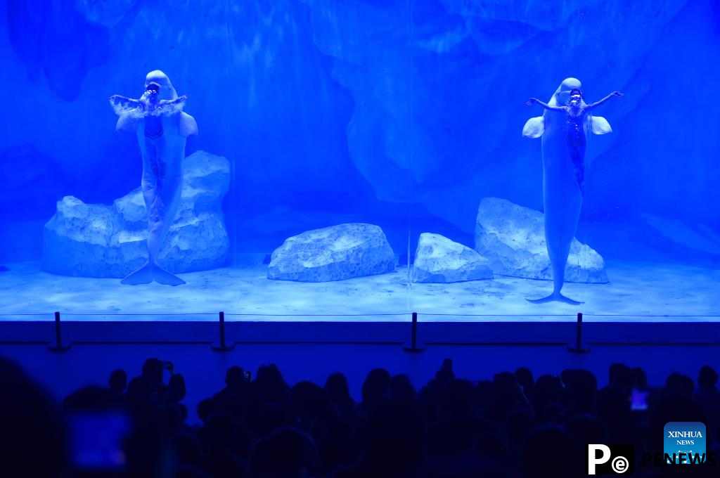 Staff members and beluga whales perform at Zhengzhou Haichang Ocean Resort