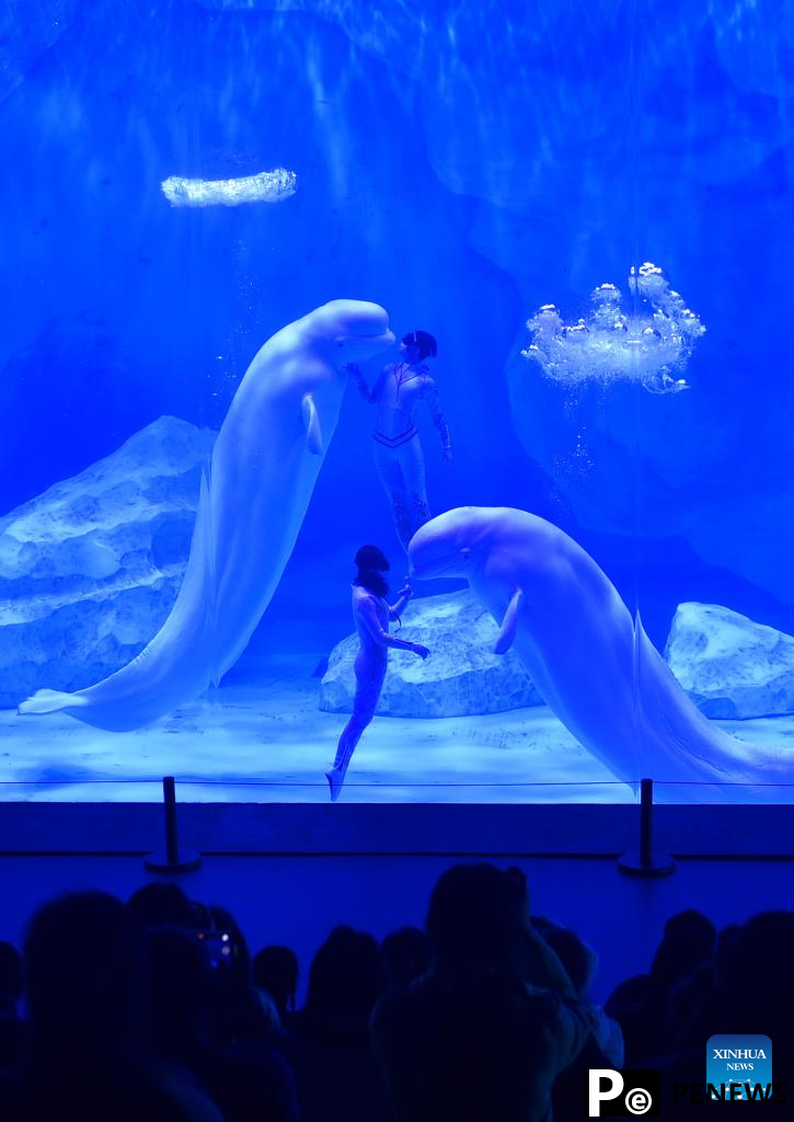 Staff members and beluga whales perform at Zhengzhou Haichang Ocean Resort