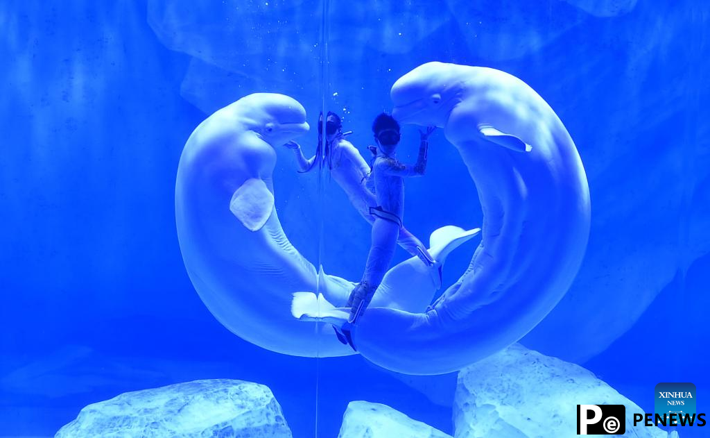 Staff members and beluga whales perform at Zhengzhou Haichang Ocean Resort